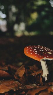 Enchanting Amanita Muscaria Forest Mushroom Mobile Wallpaper