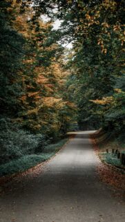 Scenic Autumn Forest Path Road Phone Background Wallpaper