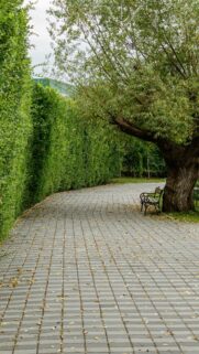 Serene Park Path with Bench Under Willow Tree Wallpaper