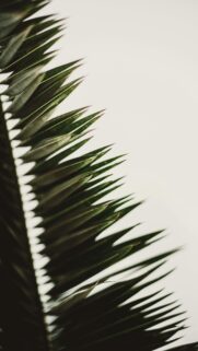 Minimalist Green Palm Leaf Abstract Phone Wallpaper