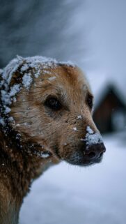Stunning Golden Dog in Snowy Winter Photography Mobile Wallpaper