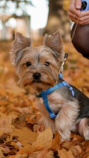 Cute Yorkshire Terrier Puppy in Autumn Leaves Mobile Wallpaper