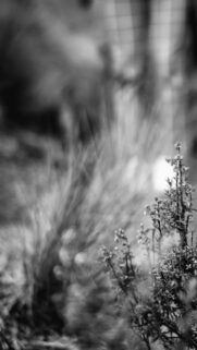 Monochrome Botanical Floral Nature Aesthetic Mobile Wallpaper