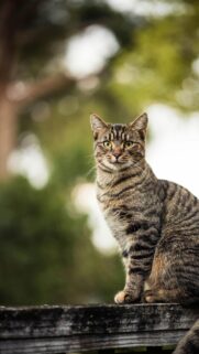 Portrait of a Majestic Tabby Cat on a Wooden Fence Wallpaper