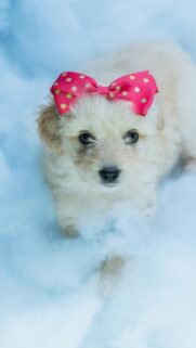 Cute Puppy with Pink Polka Dot Bow Mobile Phone Wallpaper
