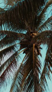 Sun-Kissed Coconut Palm Tree Tropical Nature Phone Wallpaper