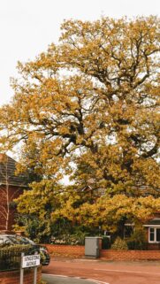 Golden Autumn Tree on Ivingstone Avenue Urban Street Mobile Wallpaper