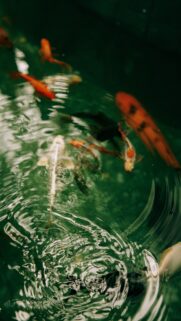 Ethereal Pisces Zodiac Water Energy Aesthetic Phone Wallpaper