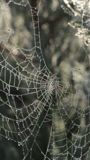 Sacred Geometry Spider Web Nature and Divine Energy Flow Wallpaper