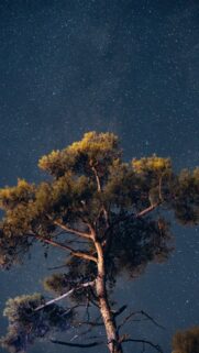 Sagittarius Celestial Pine Tree Night Sky Zodiac Aesthetic Wallpaper