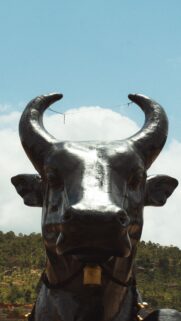 Majestic Taurus Bull Statue Zodiac Earth Sign Phone Wallpaper