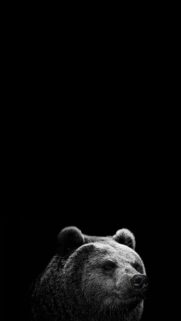 Majestic Bear in Wilderness 4K Mobile Wallpaper – High Quality Grizzly Background