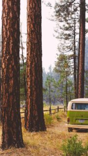 Vintage Green Volkswagen Bus in Pine Forest Mobile Wallpaper