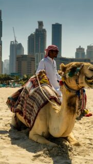 Dubai Beach Camel and Traditional Rider Mobile Wallpaper
