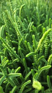 Vibrant Green Succulent Texture Macro Wallpaper for Mobile
