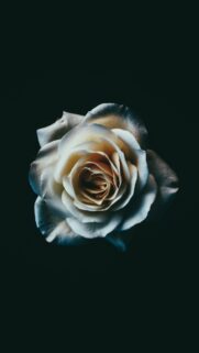 Elegant White Rose on Dark Background Minimalist Mobile Wallpaper