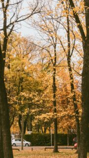 Stunning Autumn Forest Landscape with Golden Foliage Phone Wallpaper