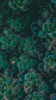 Dark Moody Succulent Plant Pattern Aesthetic Mobile Wallpaper