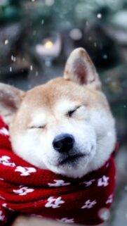 Cute Shiba Inu Dog Wearing A Red Scarf In Winter Snowfall Phone Wallpaper