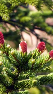 Stunning Macro Wallpaper of Vibrant Red Pine Cones on Green Spruce Needles