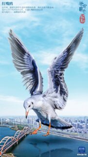 Majestic Red-Billed Gull Flying Over Tianjin Cityscape Wallpaper