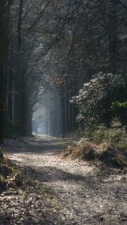 Enchanted Forest Path with Sunbeams and Deep Shadows Wallpaper