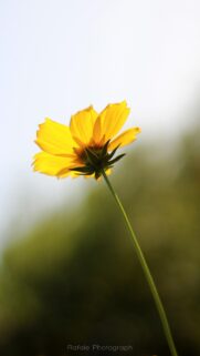 Stunning Yellow Cosmos Flower Macro Photography Mobile Wallpaper