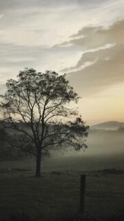Solitary Tree in Misty Morning Landscape Phone Wallpaper