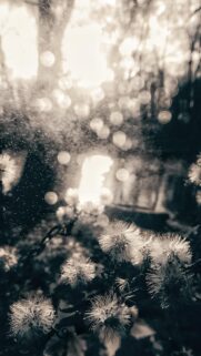Dreamy Dandelion Seeds at Sunset Soft Bokeh Aesthetic Wallpaper