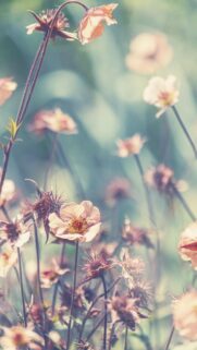 Dreamy Pastel Wildflowers Macro Aesthetic Mobile Wallpaper