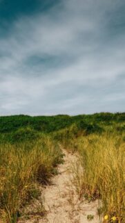 Serene Sandy Path Through Lush Coastal Grasslands Mobile Wallpaper