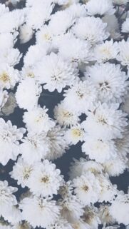 Elegant White Chrysanthemum Flowers Close Up Aesthetic Mobile Wallpaper