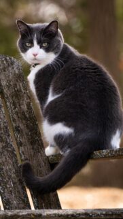 Stunning Portrait of a Tuxedo Cat Sitting on a Rustic Wooden Fence Mobile Wallpaper