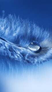 Stunning Blue Feather Macro Wallpaper with Crystal Water Droplet