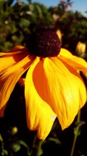 Stunning Yellow Black Eyed Susan Flower Macro Close Up Wallpaper