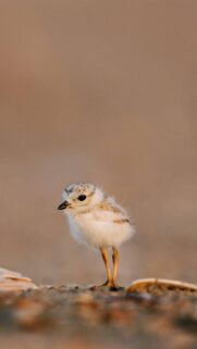 Adorable Fluffy Piping Plover Chick Mobile Wallpaper in Soft Golden Light