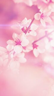 Stunning Pink Cherry Blossom Branch Soft Focus Aesthetic Wallpaper