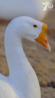 Stunning Close Up Portrait of a White Chinese Goose with Vibrant Orange Beak Wallpaper
