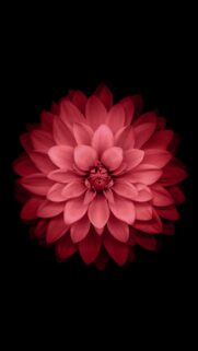Stunning Red Dahlia Flower Macro Wallpaper with Deep Black Background