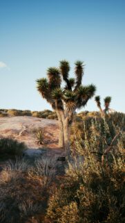 Stunning Joshua Tree Desert Landscape Mobile Wallpaper at Golden Hour