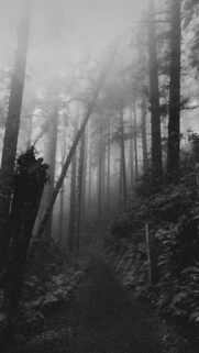 Ethereal Misty Forest Path Black and White Mobile Wallpaper