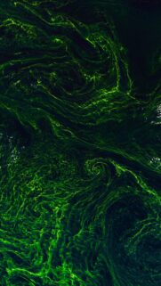 Abstract Neon Green Swirls Satellite Ocean View Mobile Wallpaper