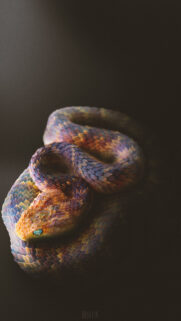 Iridescent Bush Viper Macro Wallpaper: A Stunning Coiled Snake Portrait