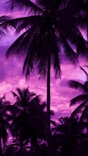 Aesthetic Purple Palm Tree Sunset Silhouette Phone Wallpaper