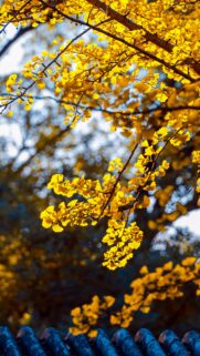 Vibrant Autumn Ginkgo Leaves Golden Canopy Mobile Wallpaper
