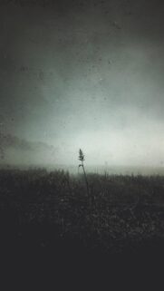 Minimalist Lonely Plant in Foggy Field Moody Mobile Wallpaper