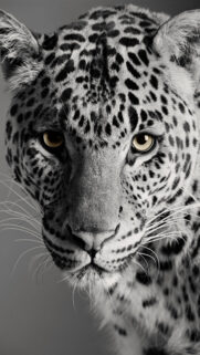 Majestic Leopard Portrait Black and White Wallpaper with Striking Golden Eyes