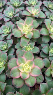 Beautiful Green and Pink Echeveria Succulent Pattern Wallpaper for Mobile