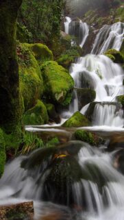 Enchanted Mossy Forest Waterfall High Quality Mobile Wallpaper