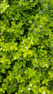 Vibrant Lush Green Foliage with Tiny White Blossoms High Resolution Mobile Wallpaper